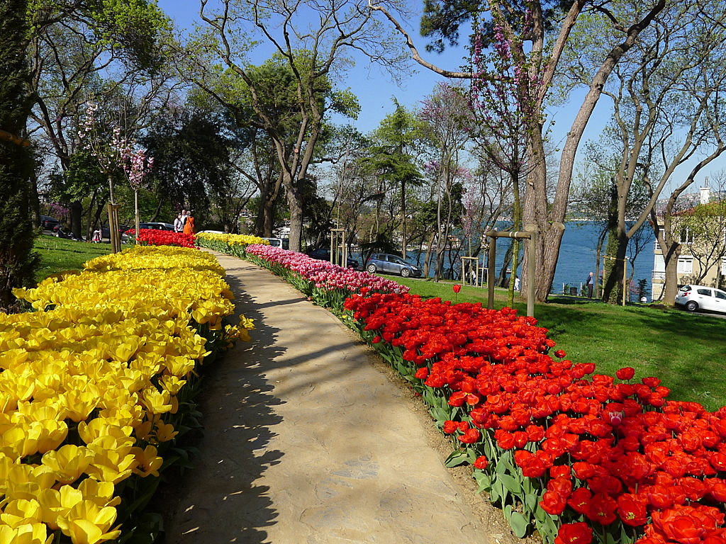 l Tulip time in Istanbul